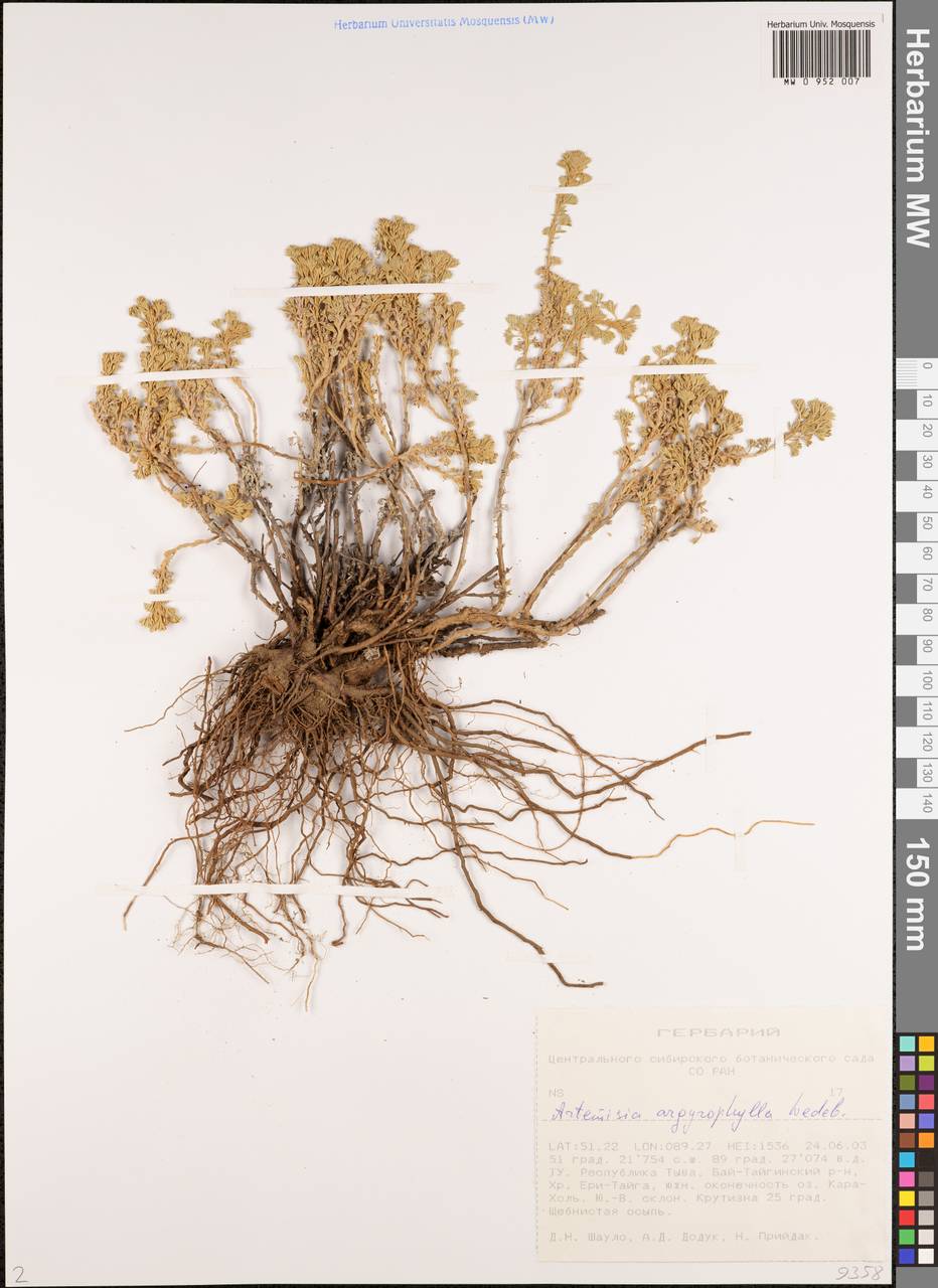 Полынь серебролистная Ledeb., Сибирь, Алтай и Саяны (S2) (Россия)