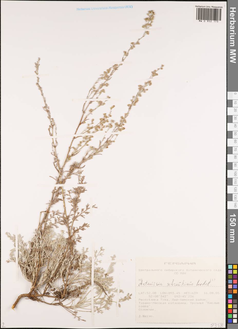 Полынь Шренка Ledeb., Сибирь, Алтай и Саяны (S2) (Россия)