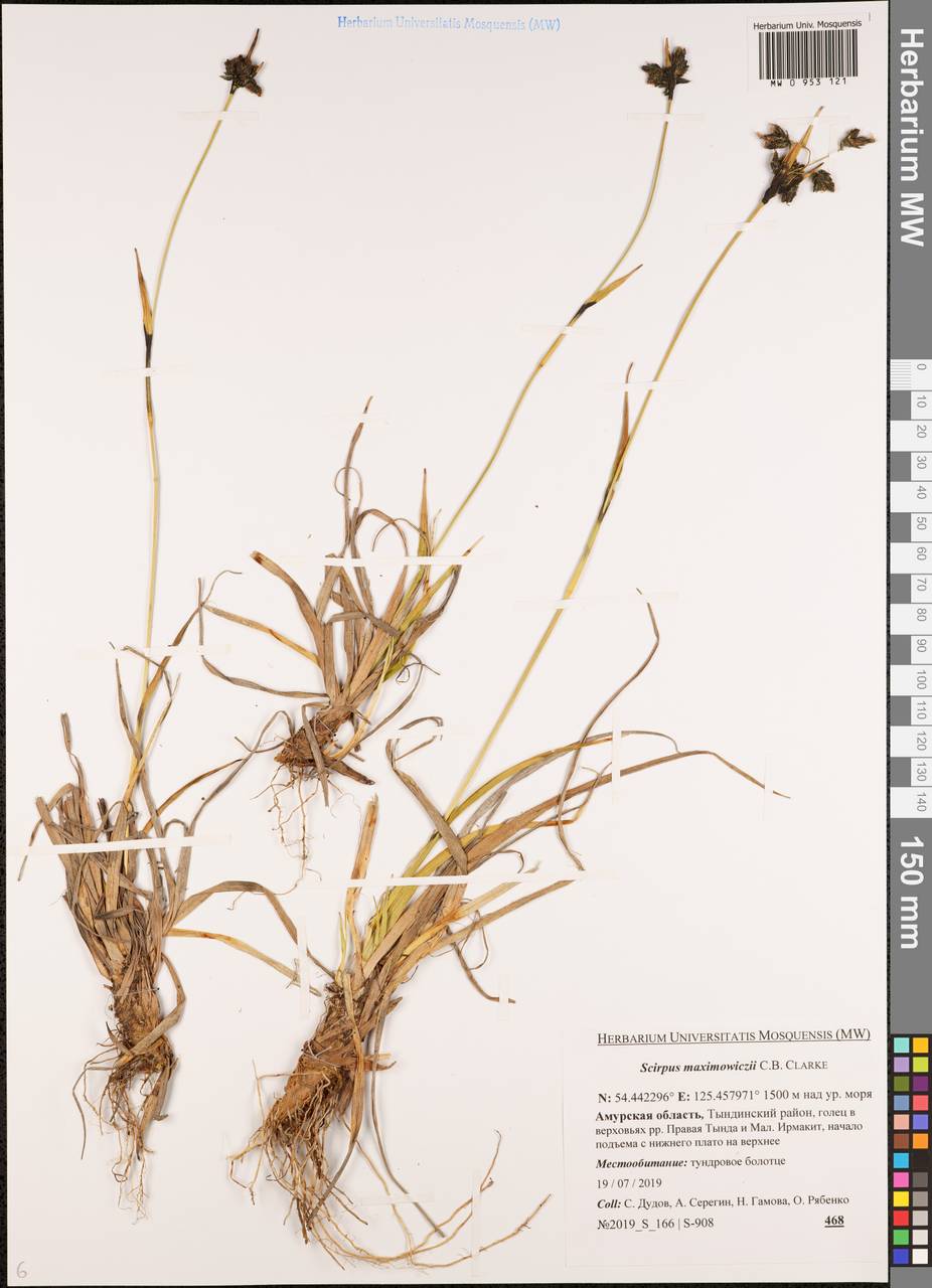 Камыш Максимовича C.B.Clarke, Сибирь, Дальний Восток (S6) (Россия)