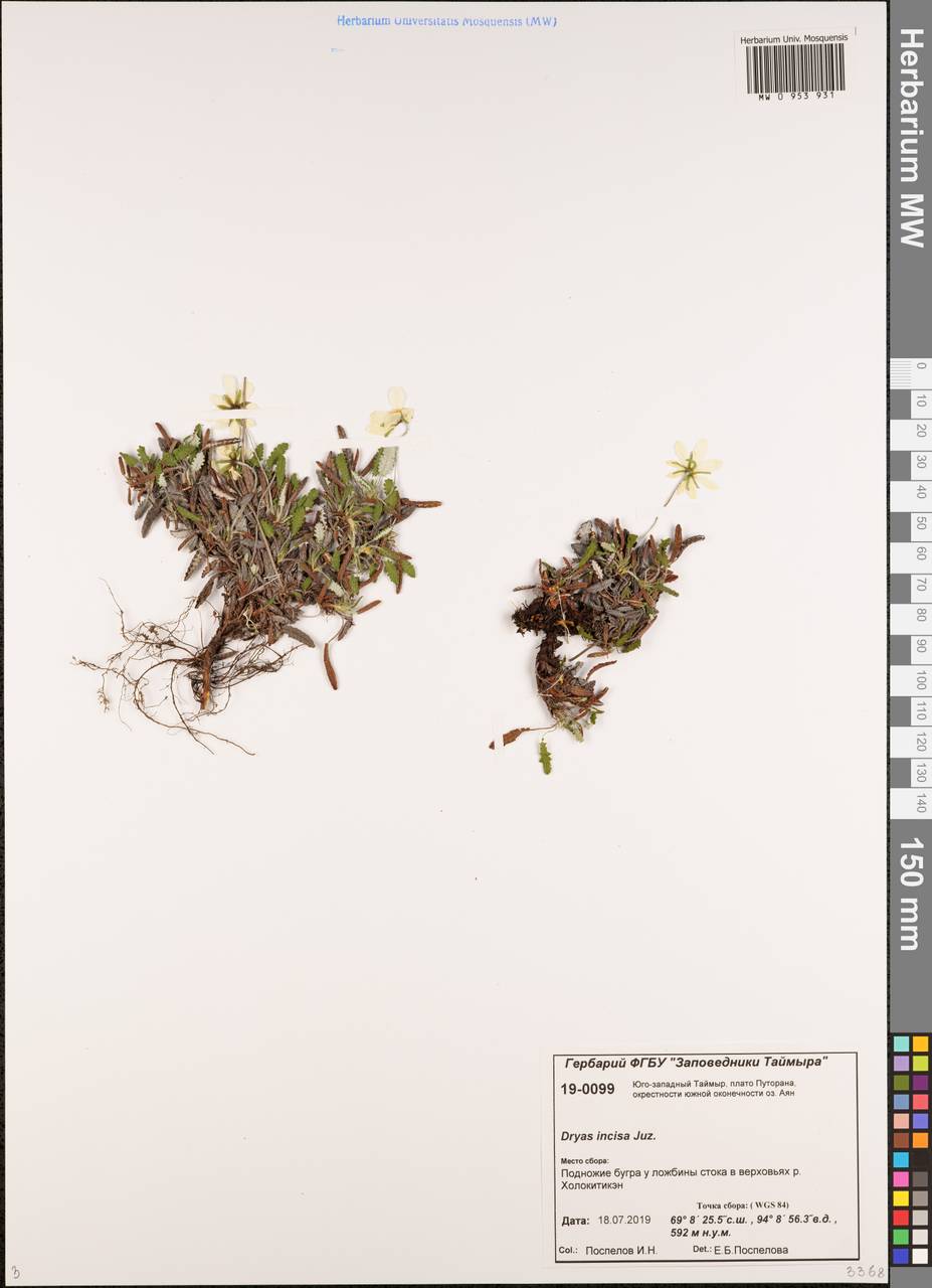 Дриада надрезанная (Juz.) Malyschev, Сибирь, Центральная Сибирь (S3) (Россия)