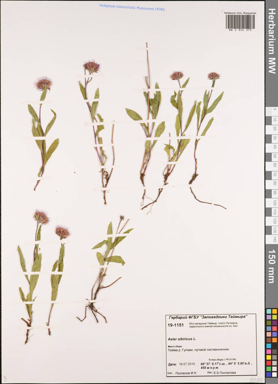 Эврибия сибирская, Сибирь, Центральная Сибирь (S3) (Россия)