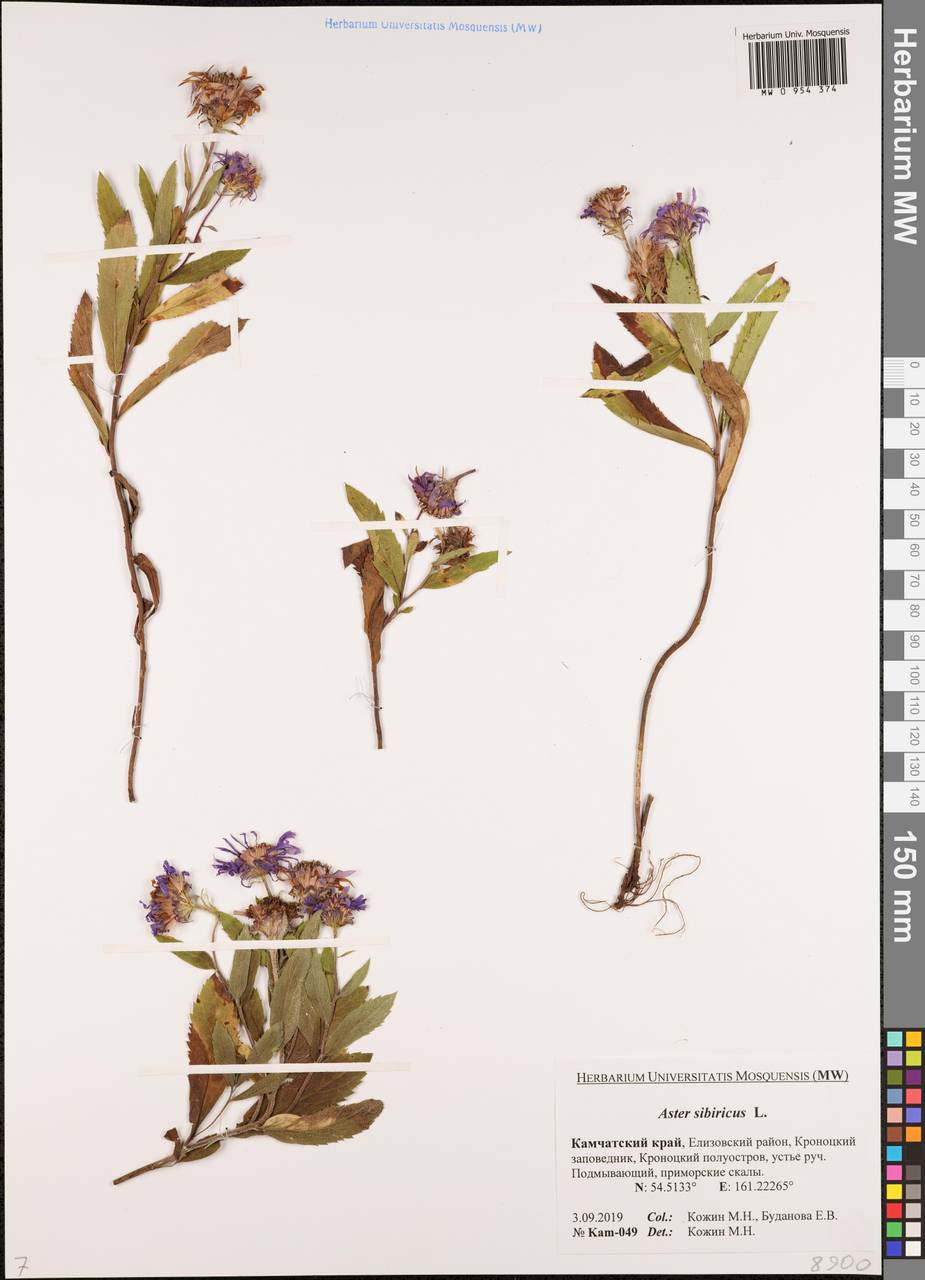 Эврибия сибирская, Сибирь, Чукотка и Камчатка (S7) (Россия)