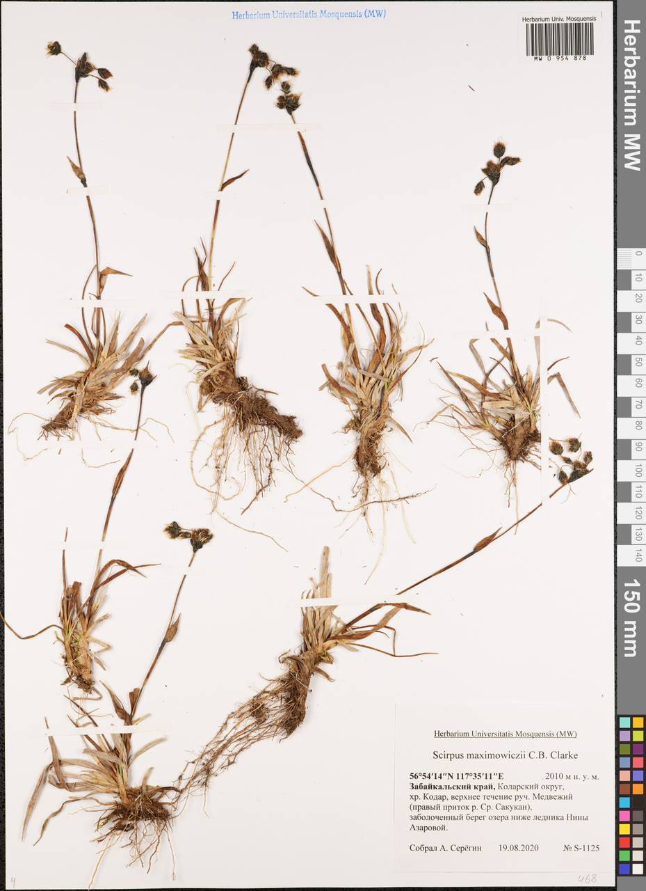 Камыш Максимовича C.B.Clarke, Сибирь, Прибайкалье и Забайкалье (S4) (Россия)