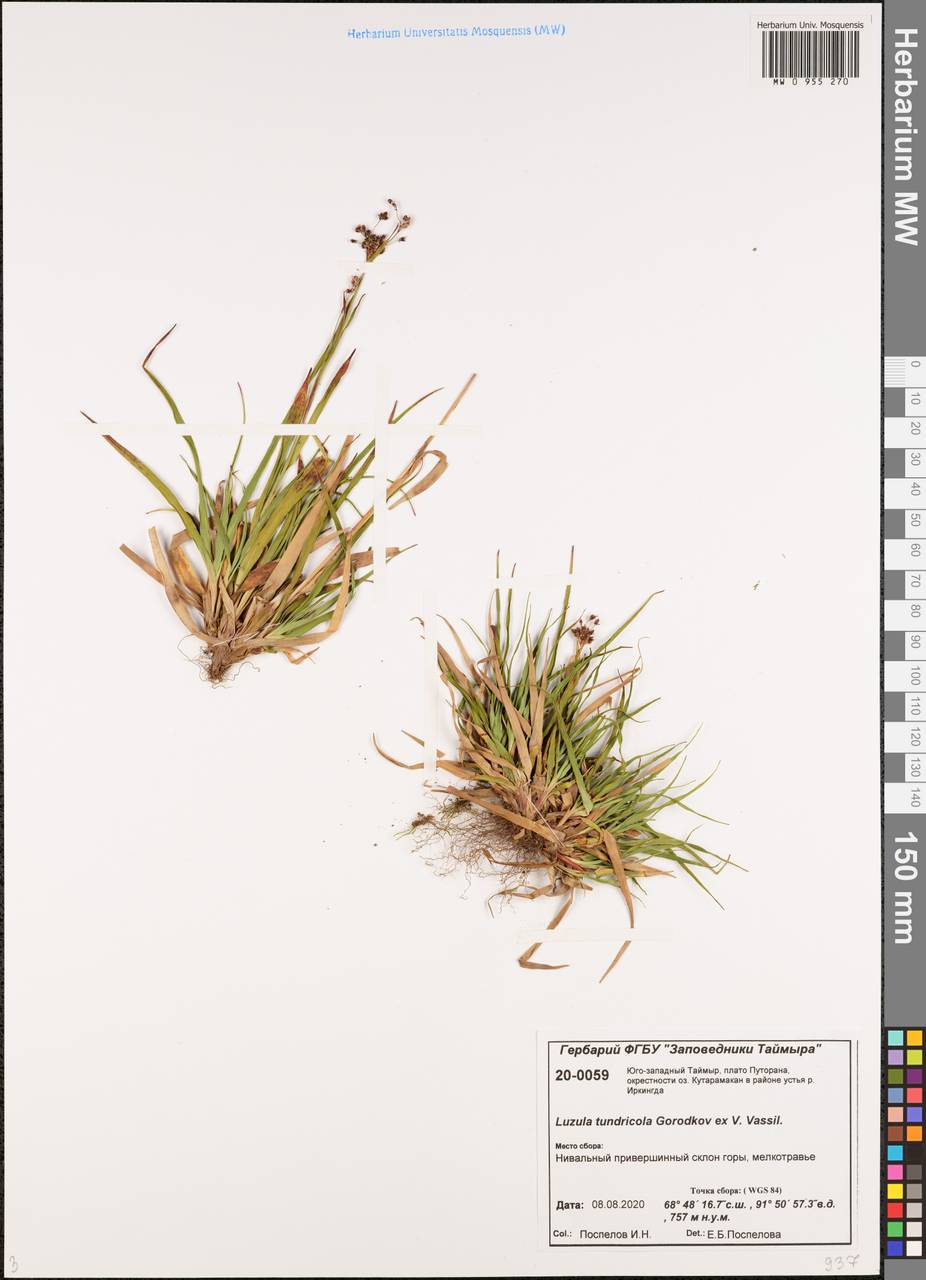 Ожика Чьельмана Miyabe & Kudô, Сибирь, Центральная Сибирь (S3) (Россия)