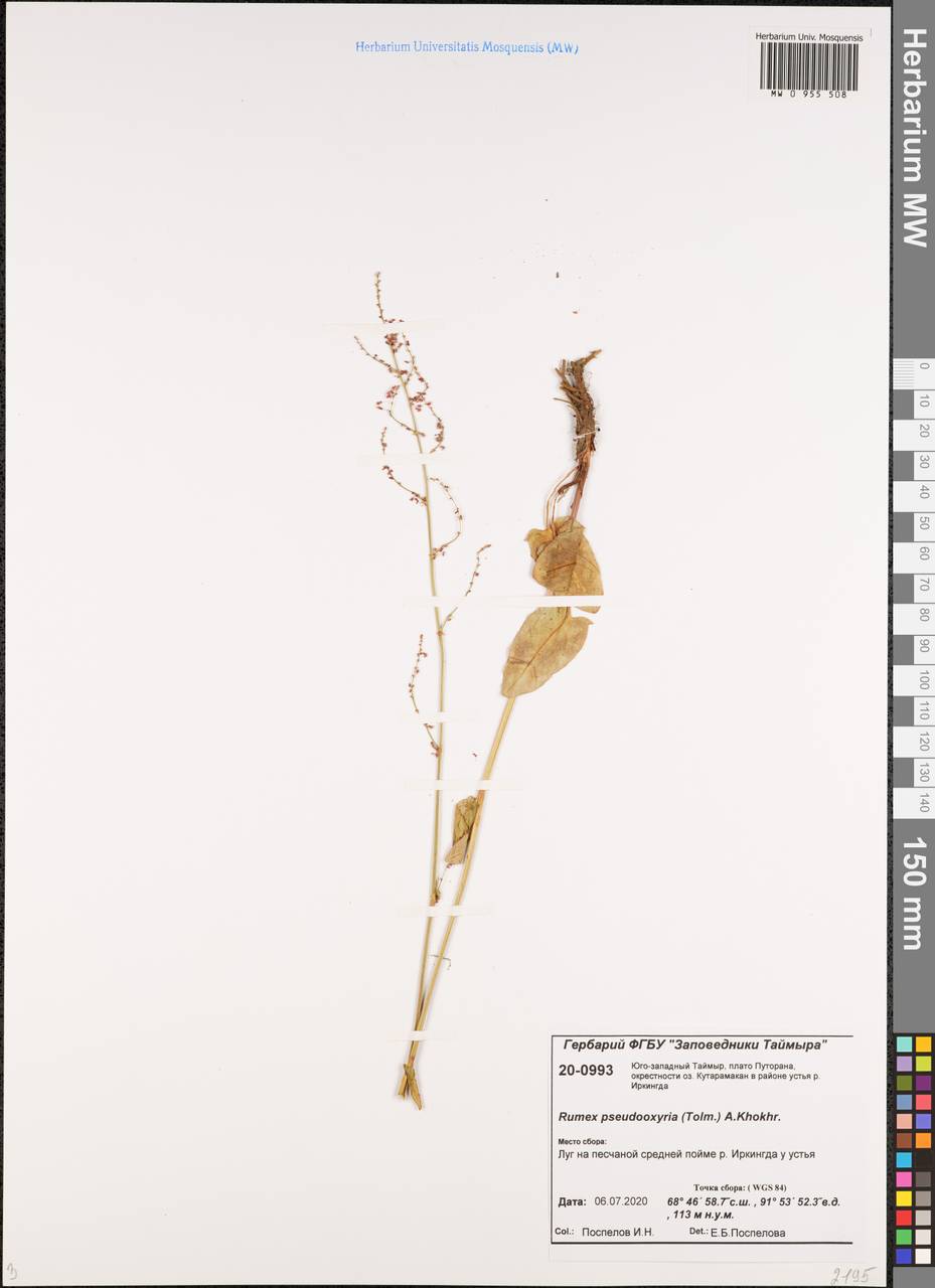 Щавель ложнокислицевый (Tolm.) A. P. Khokhr., Сибирь, Центральная Сибирь (S3) (Россия)