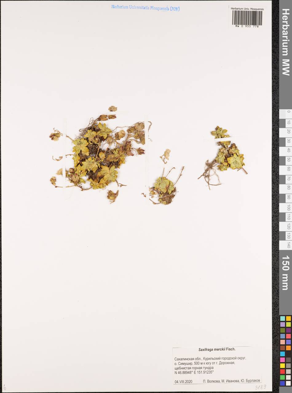 Micranthes merkii subsp. merkii, Сибирь, Дальний Восток (S6) (Россия)