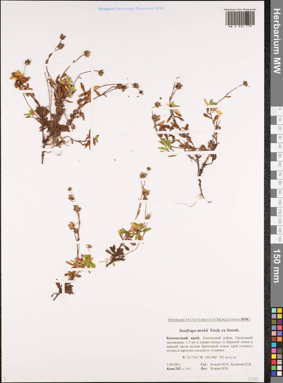 Micranthes merkii subsp. merkii, Сибирь, Чукотка и Камчатка (S7) (Россия)