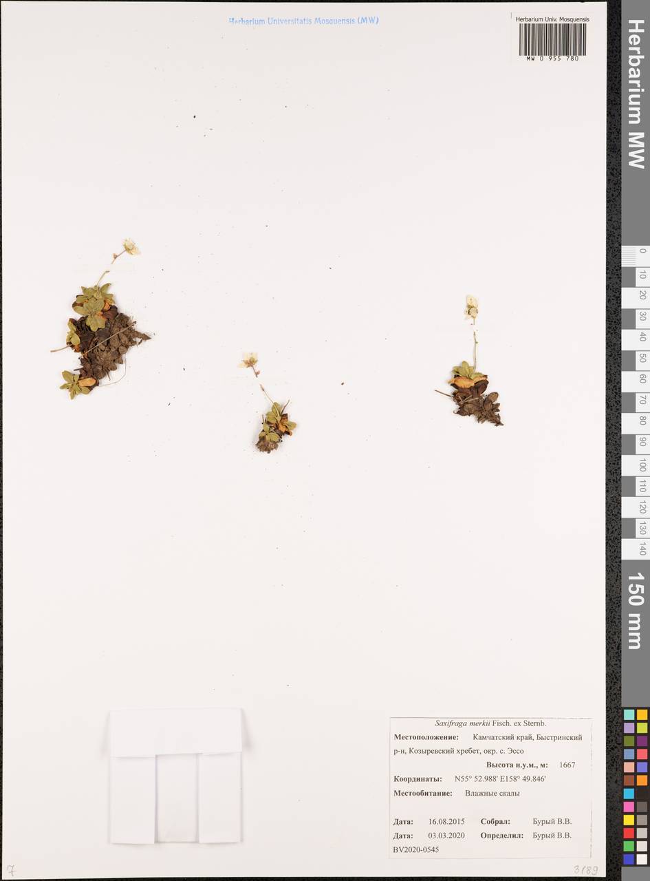 Micranthes merkii subsp. merkii, Сибирь, Чукотка и Камчатка (S7) (Россия)