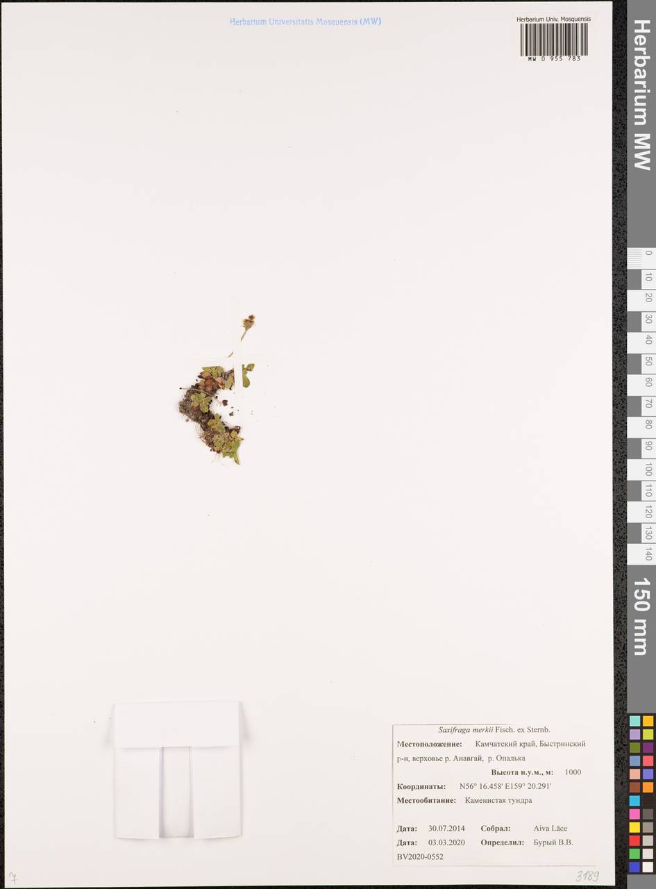 Micranthes merkii subsp. merkii, Сибирь, Чукотка и Камчатка (S7) (Россия)