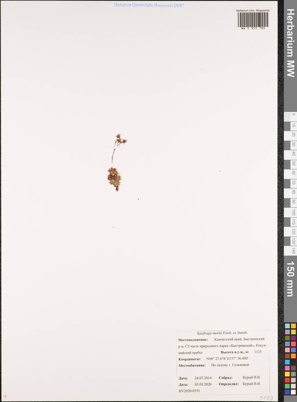 Micranthes merkii subsp. merkii, Сибирь, Чукотка и Камчатка (S7) (Россия)