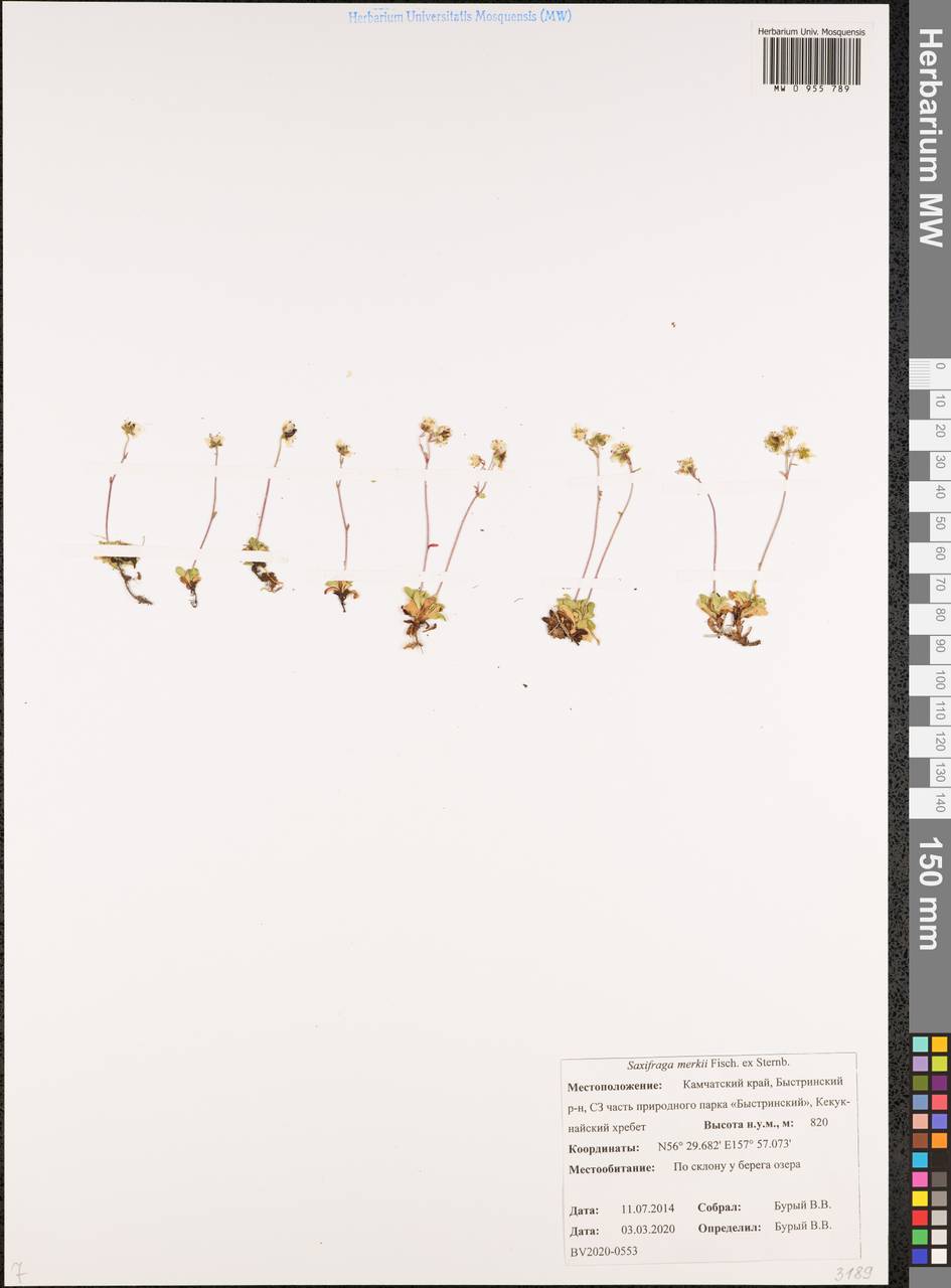 Micranthes merkii subsp. merkii, Сибирь, Чукотка и Камчатка (S7) (Россия)