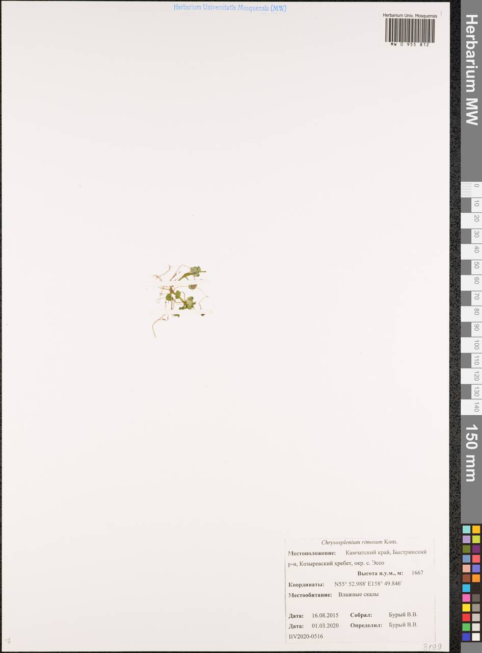 Селезеночник щелистый Kom., Сибирь, Чукотка и Камчатка (S7) (Россия)