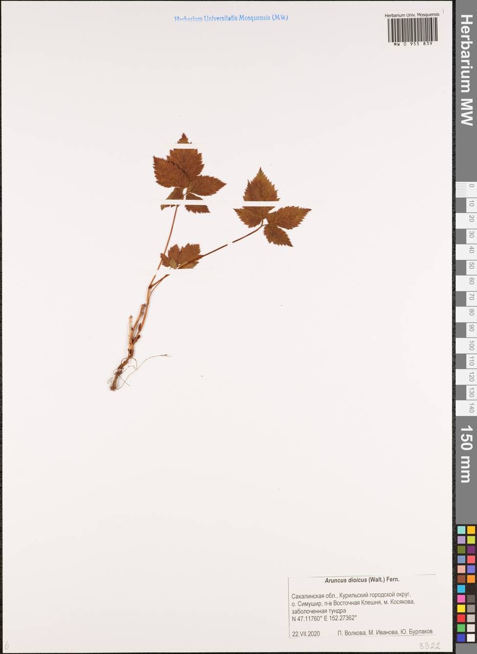 Волжанка лесная Kostel., Сибирь, Дальний Восток (S6) (Россия)