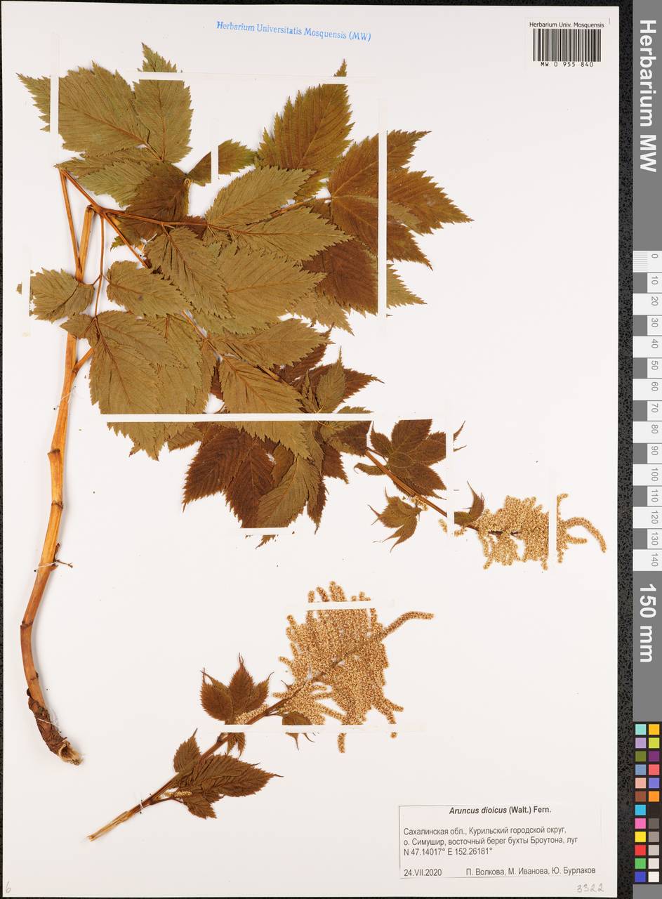 Волжанка лесная Kostel., Сибирь, Дальний Восток (S6) (Россия)