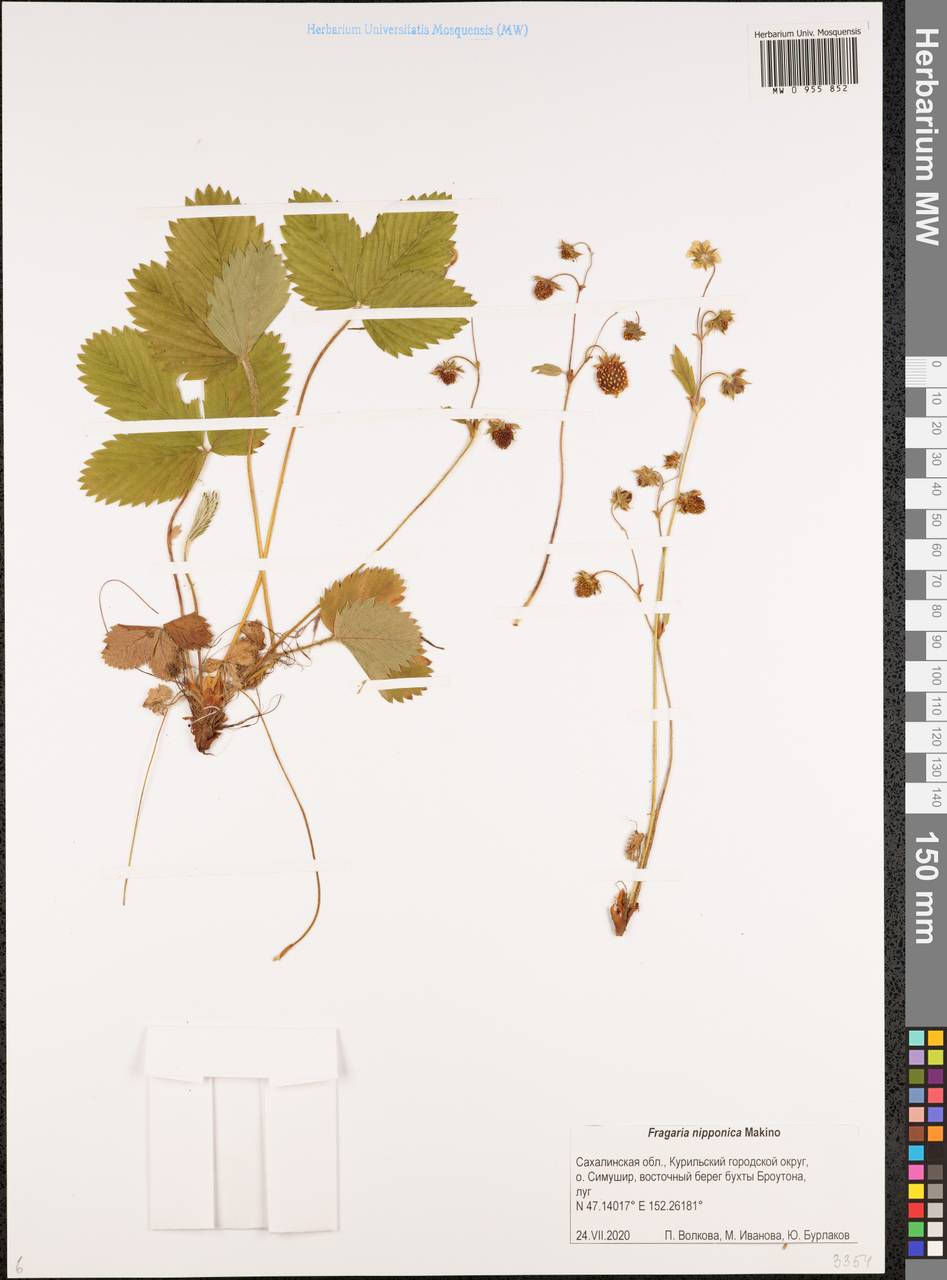 Земляника ниппонская, Сибирь, Дальний Восток (S6) (Россия)