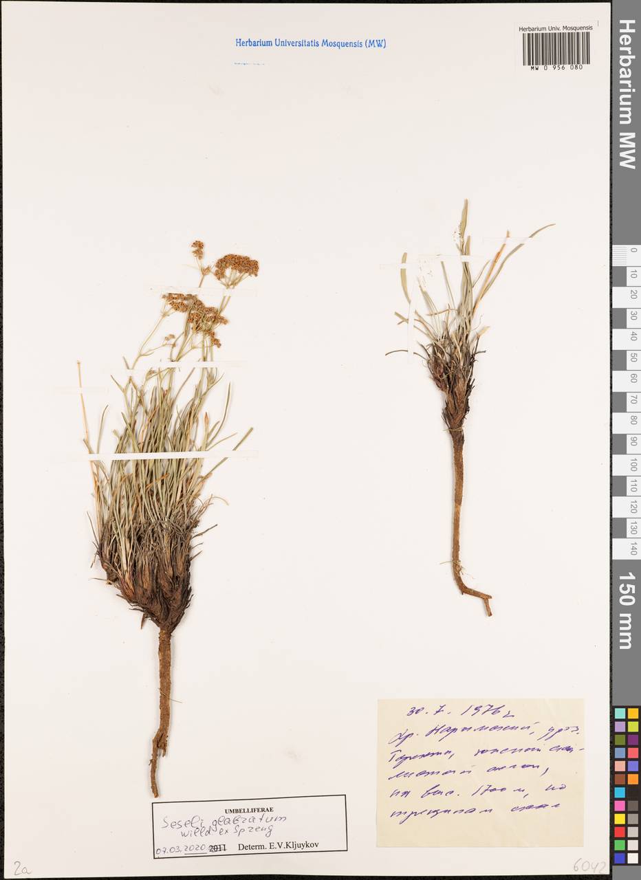 Жабрица голая Willd. ex Schult., Сибирь, Западный (Казахстанский) Алтай (S2a) (Казахстан)