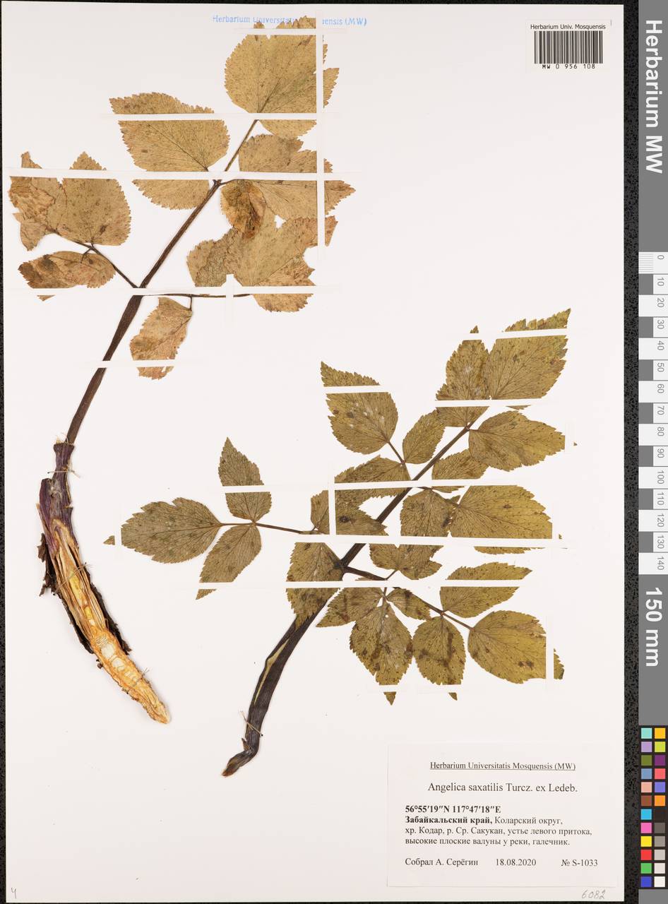 Дудник скальный Turcz. ex Ledeb., Сибирь, Прибайкалье и Забайкалье (S4) (Россия)