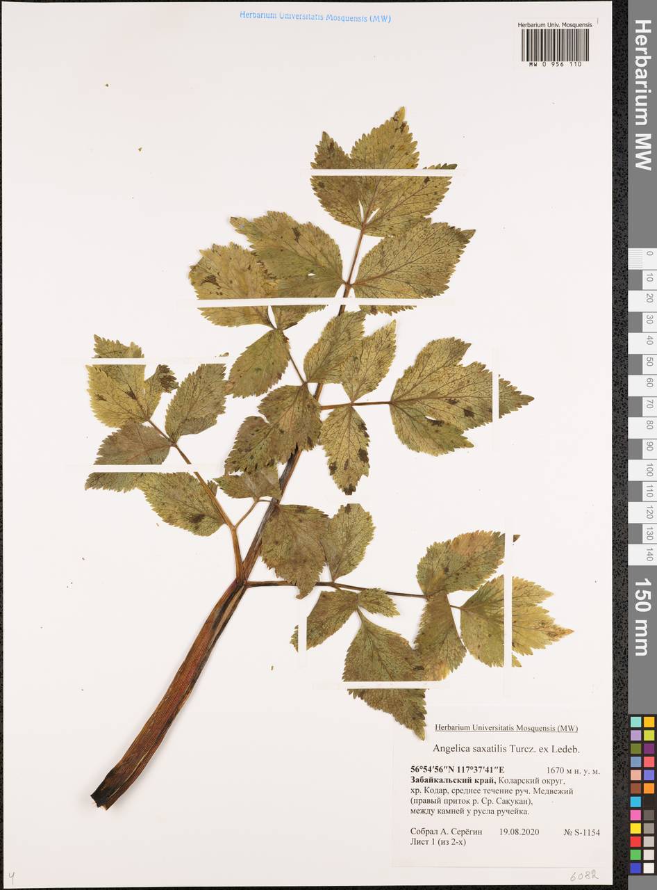 Дудник скальный Turcz. ex Ledeb., Сибирь, Прибайкалье и Забайкалье (S4) (Россия)