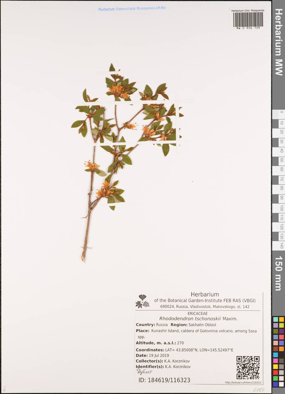 Рододендрон Чоноски Maxim., Сибирь, Дальний Восток (S6) (Россия)