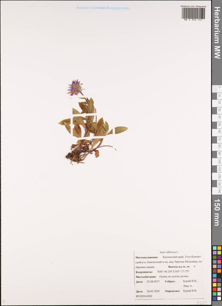 Эврибия сибирская, Сибирь, Чукотка и Камчатка (S7) (Россия)