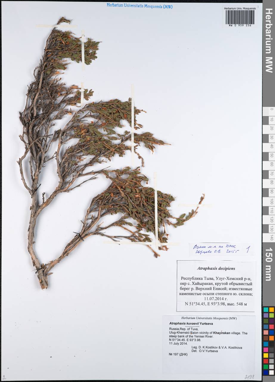 Atraphaxis kuvaevii Yurtseva, Сибирь, Алтай и Саяны (S2) (Россия)