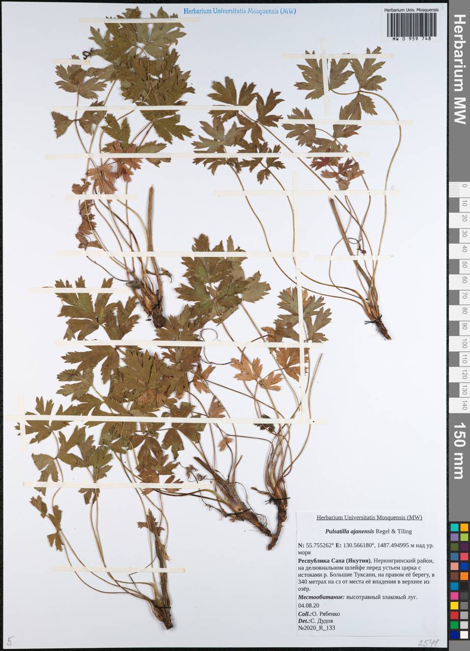 Прострел аянский Regel & Tiling, Сибирь, Якутия (S5) (Россия)