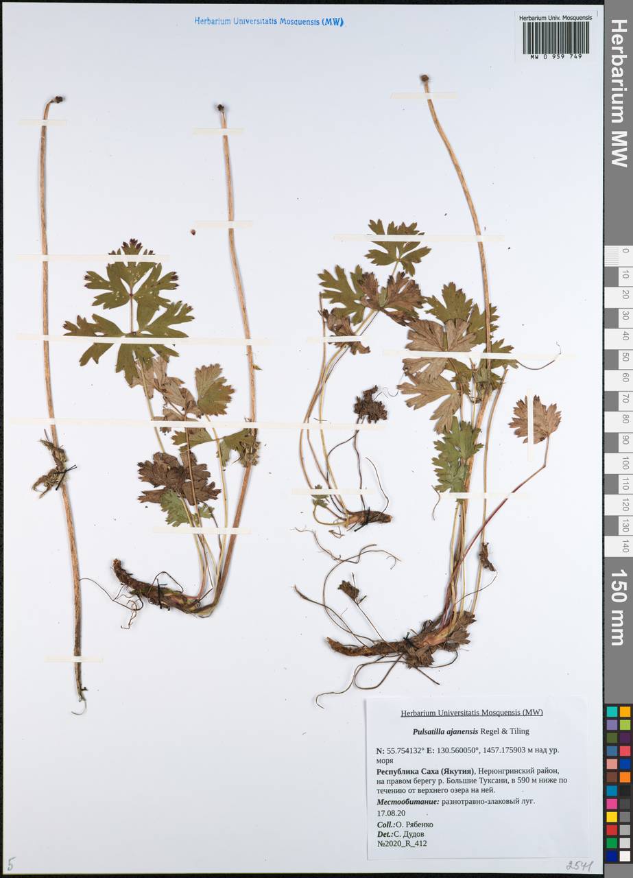 Прострел аянский Regel & Tiling, Сибирь, Якутия (S5) (Россия)