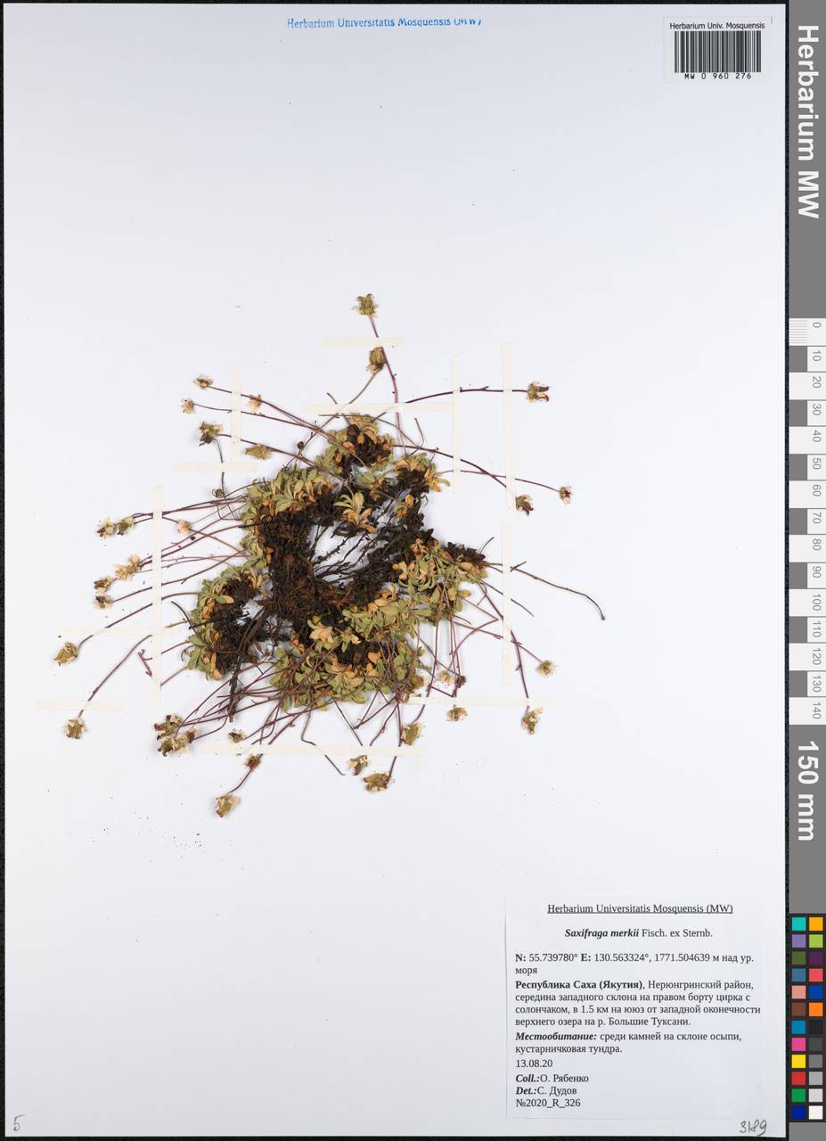 Micranthes merkii subsp. merkii, Сибирь, Якутия (S5) (Россия)