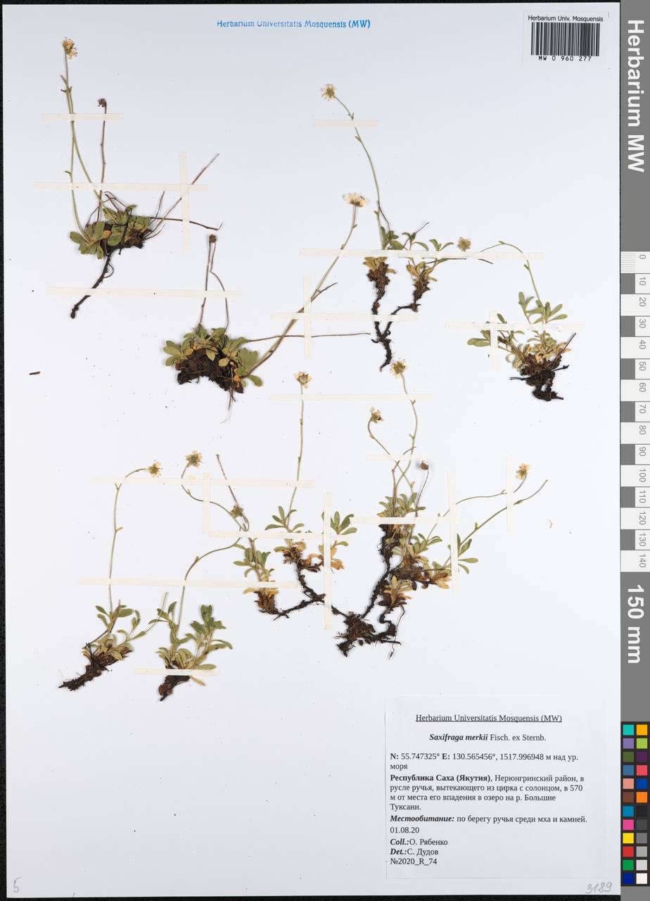 Micranthes merkii subsp. merkii, Сибирь, Якутия (S5) (Россия)