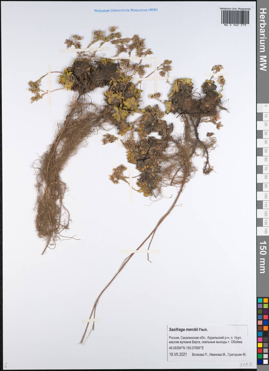 Micranthes merkii subsp. merkii, Сибирь, Дальний Восток (S6) (Россия)