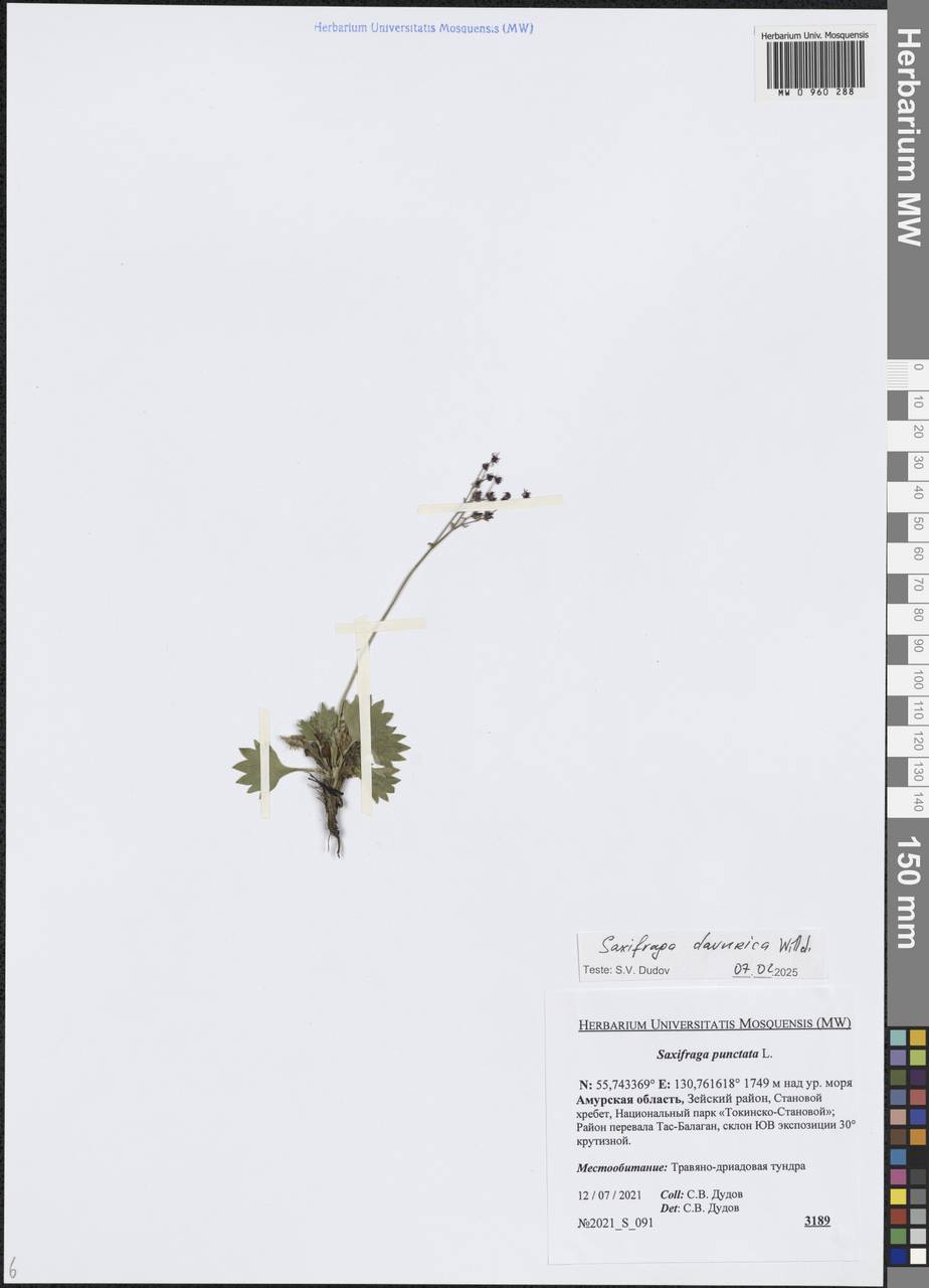 Камнеломка даурская (Willd.) Small, Сибирь, Дальний Восток (S6) (Россия)