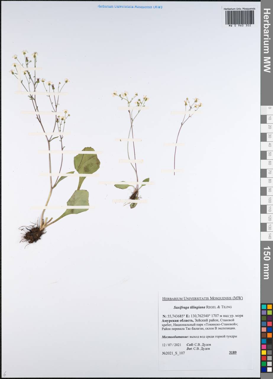 Камнеломка Тилинга (Regel & Tiling) Komarov, Сибирь, Дальний Восток (S6) (Россия)