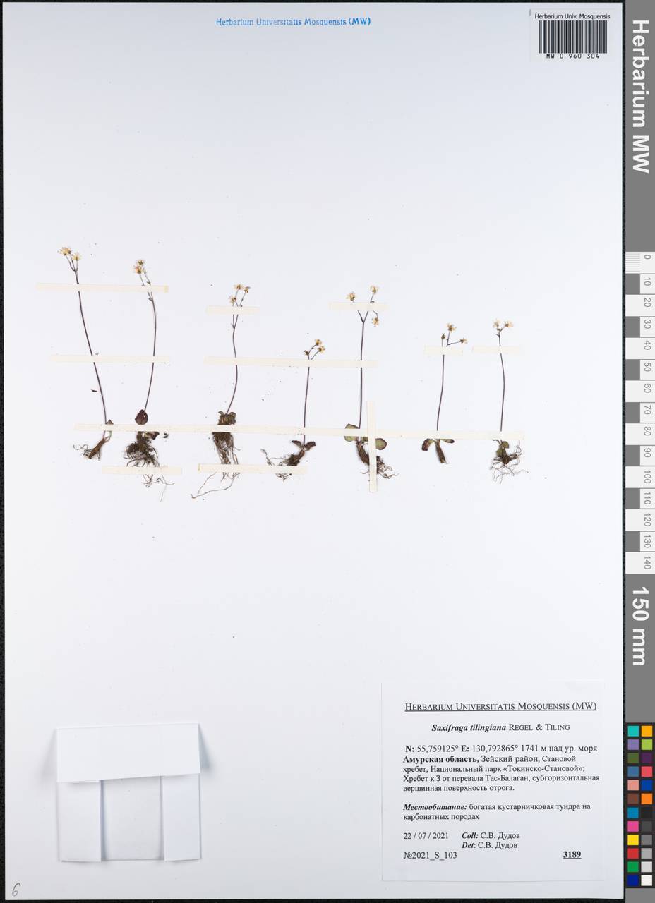 Камнеломка Тилинга (Regel & Tiling) Komarov, Сибирь, Дальний Восток (S6) (Россия)