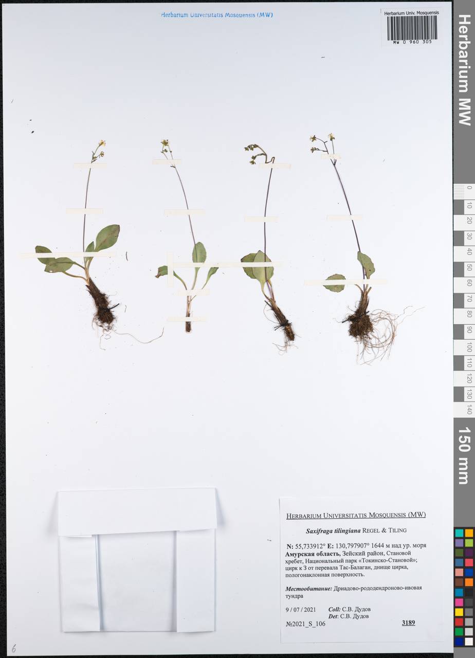 Камнеломка Тилинга (Regel & Tiling) Komarov, Сибирь, Дальний Восток (S6) (Россия)