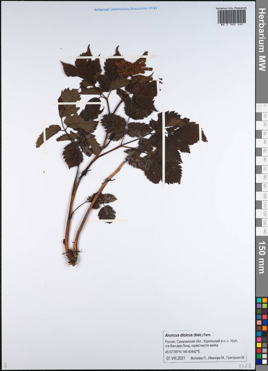 Волжанка лесная Kostel., Сибирь, Дальний Восток (S6) (Россия)