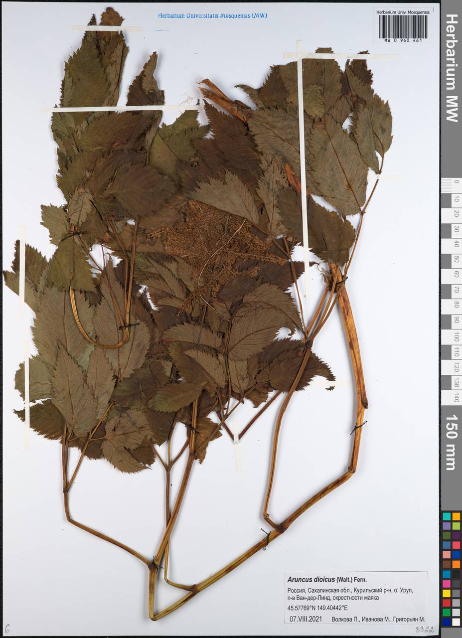 Волжанка лесная Kostel., Сибирь, Дальний Восток (S6) (Россия)