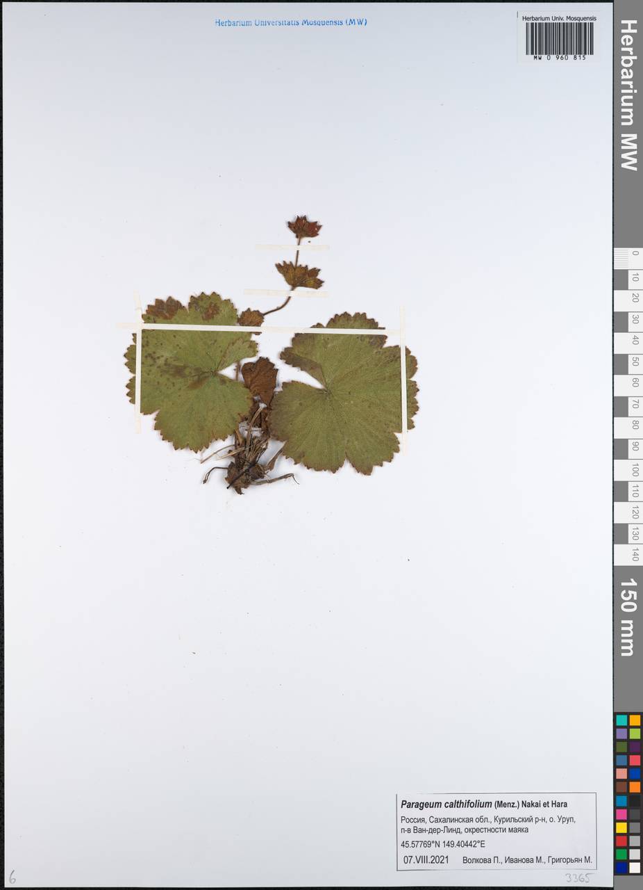 Гравилат калужницелистный, Сибирь, Дальний Восток (S6) (Россия)