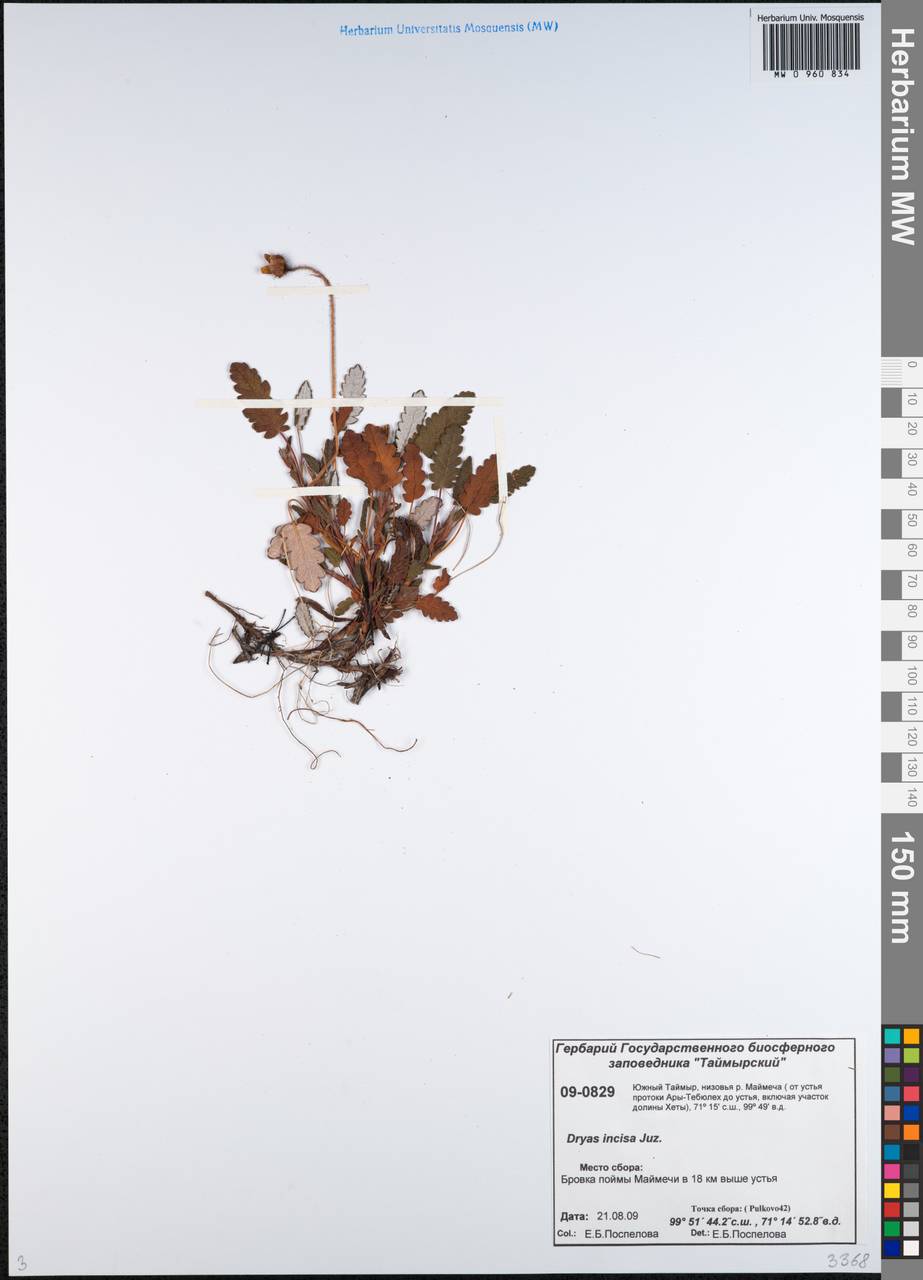 Дриада надрезанная Malyschev, Сибирь, Центральная Сибирь (S3) (Россия)