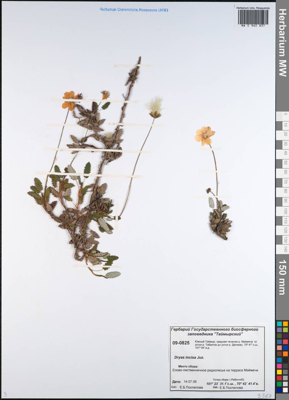 Дриада надрезанная Malyschev, Сибирь, Центральная Сибирь (S3) (Россия)