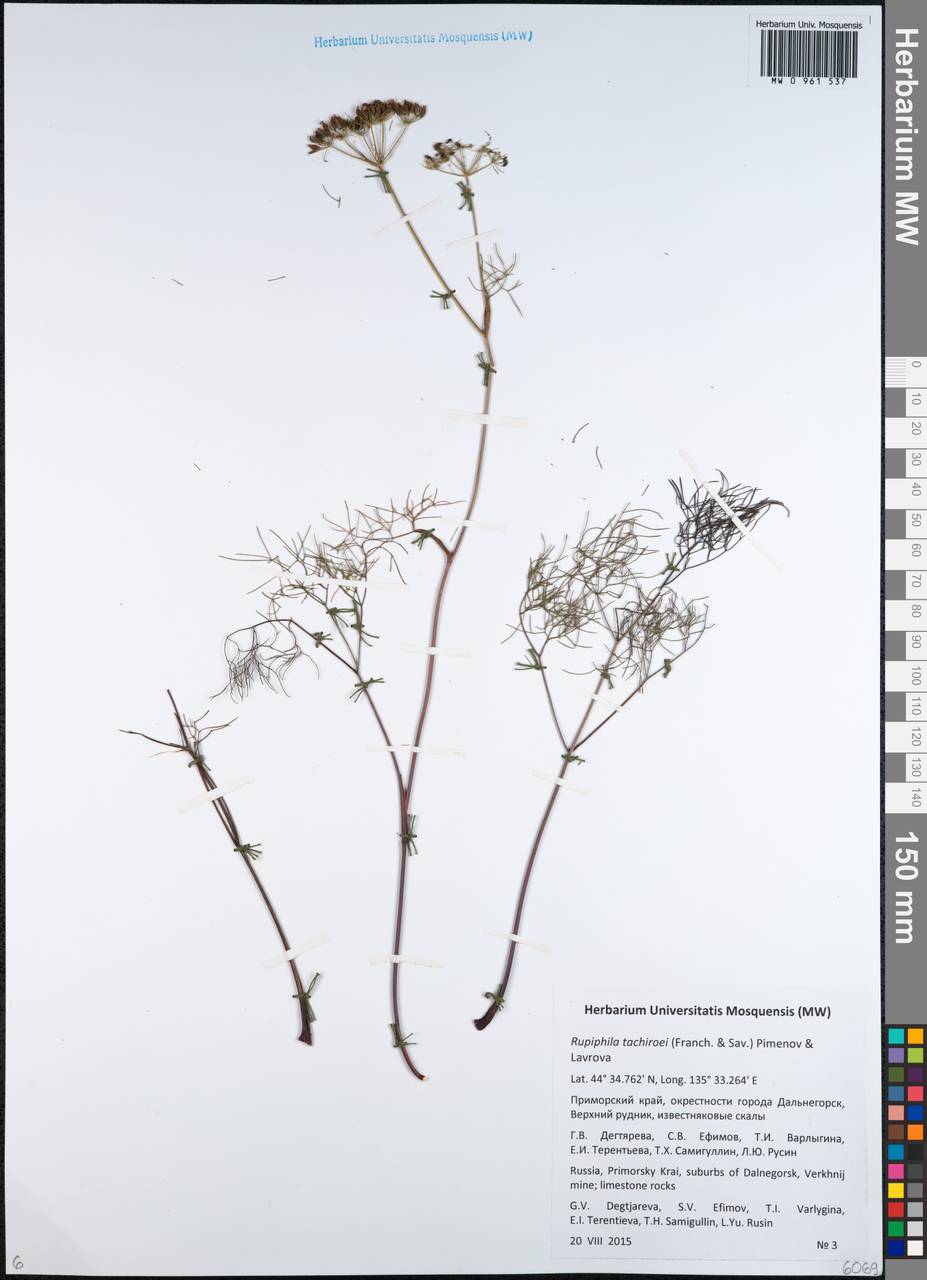 Скалолюбка Тахиро (Franch. & Sav.) Pimenov & Lavrova, Сибирь, Дальний Восток (S6) (Россия)