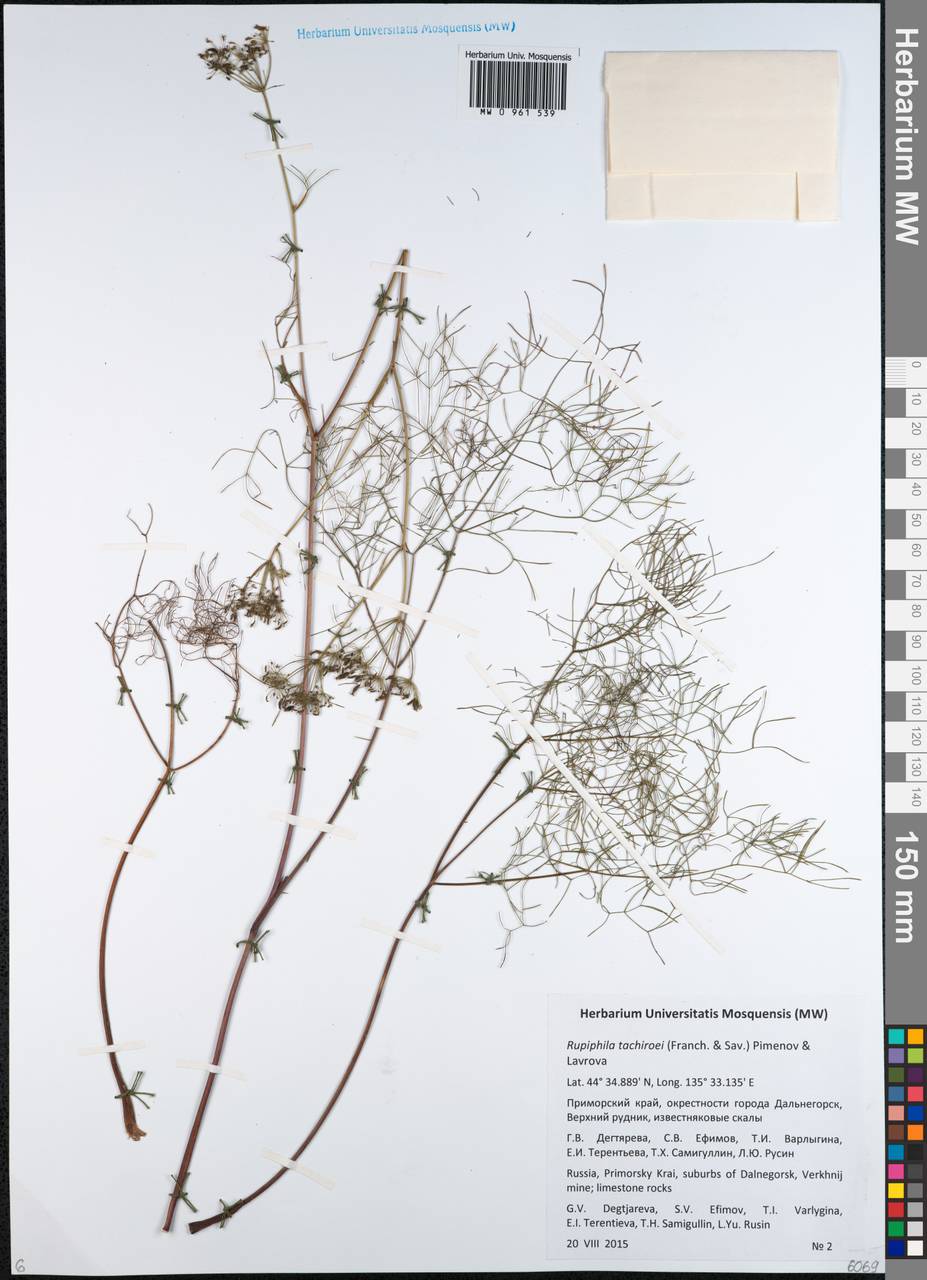Скалолюбка Тахиро (Franch. & Sav.) Pimenov & Lavrova, Сибирь, Дальний Восток (S6) (Россия)