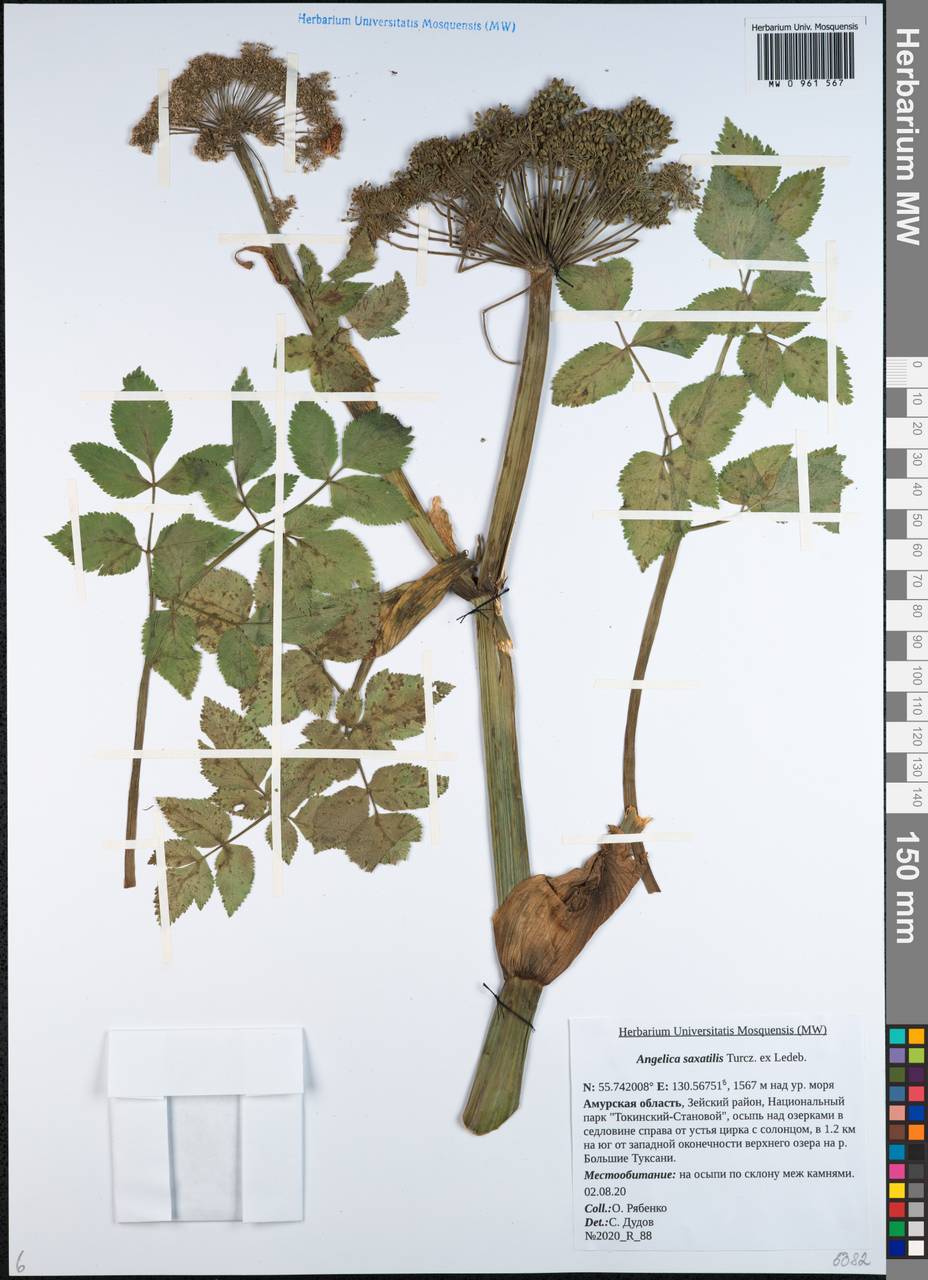 Дудник скальный Turcz. ex Ledeb., Сибирь, Дальний Восток (S6) (Россия)