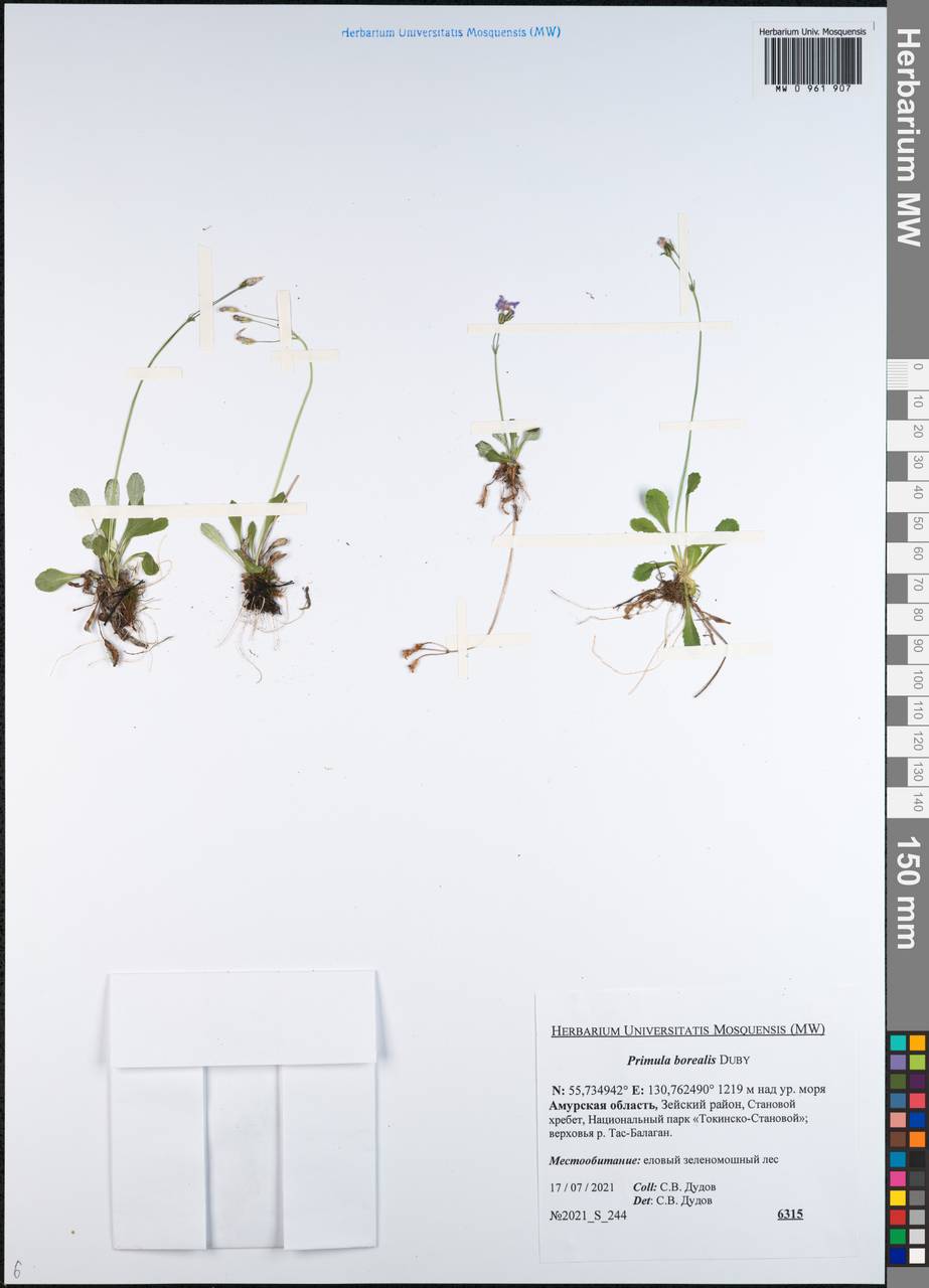 Первоцвет северный Duby, Сибирь, Дальний Восток (S6) (Россия)