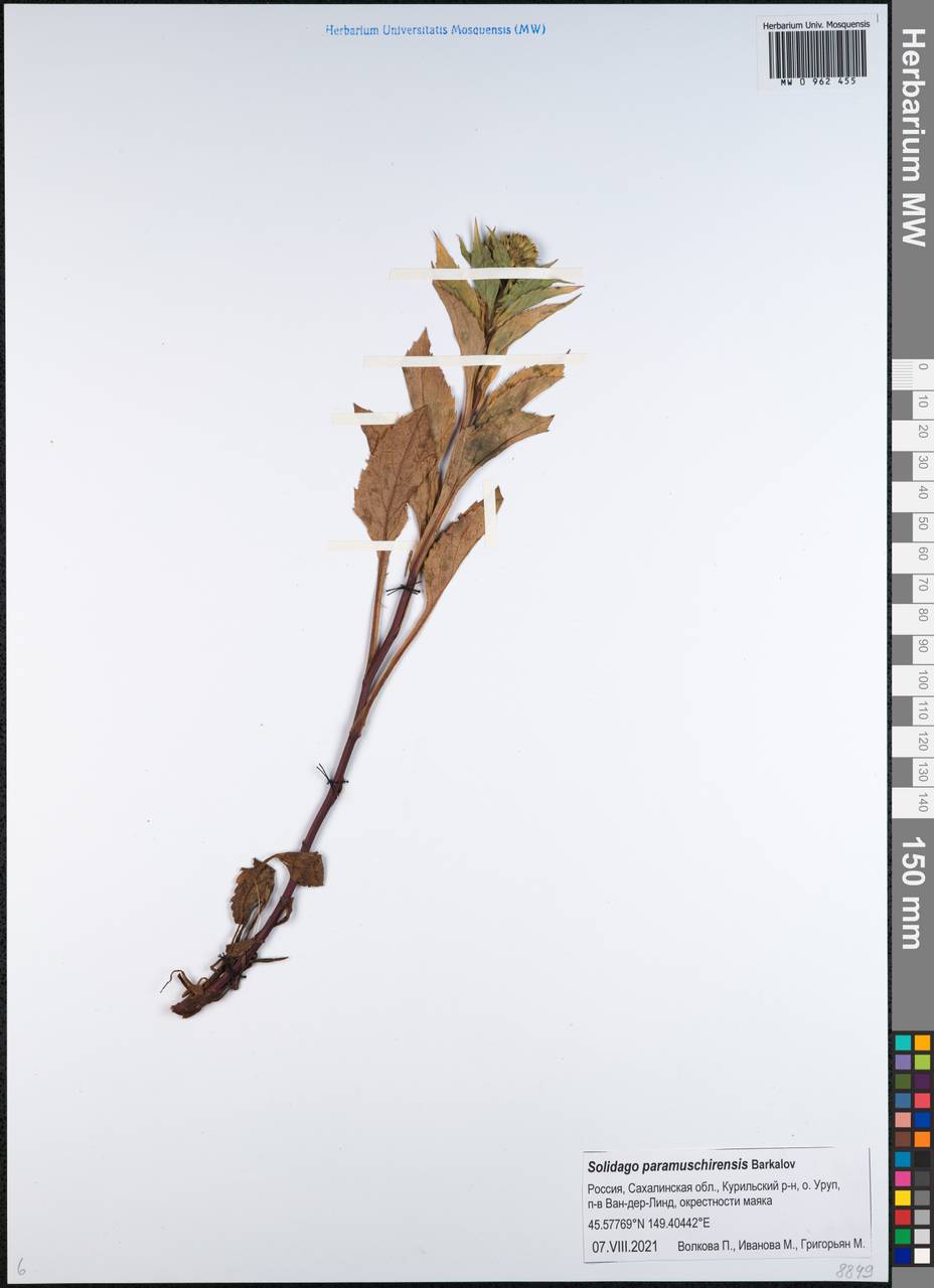 Solidago multiradiata subsp. paramuschirensis (Barkalov) Vorosch., Сибирь, Дальний Восток (S6) (Россия)