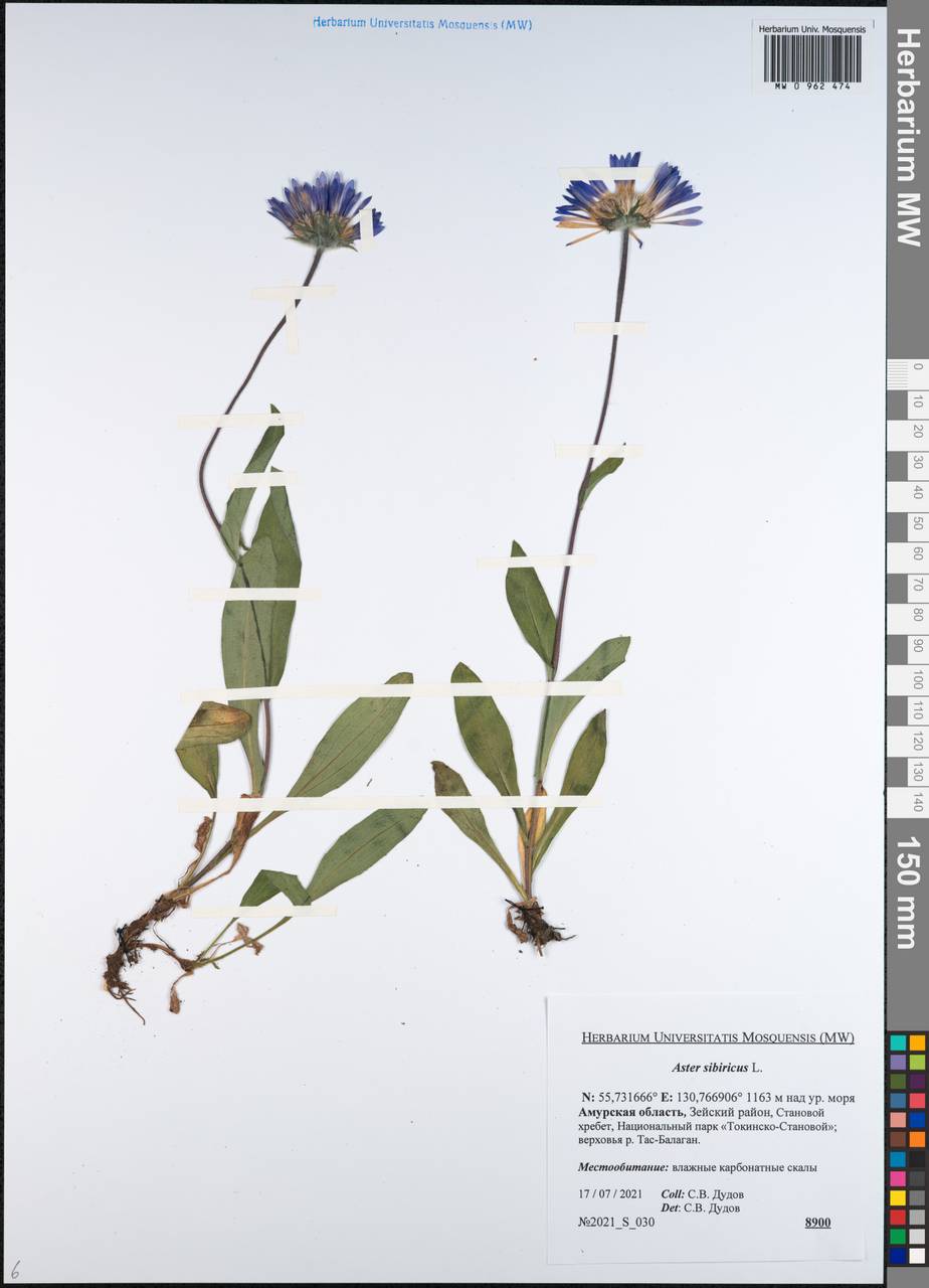 Эврибия сибирская, Сибирь, Дальний Восток (S6) (Россия)