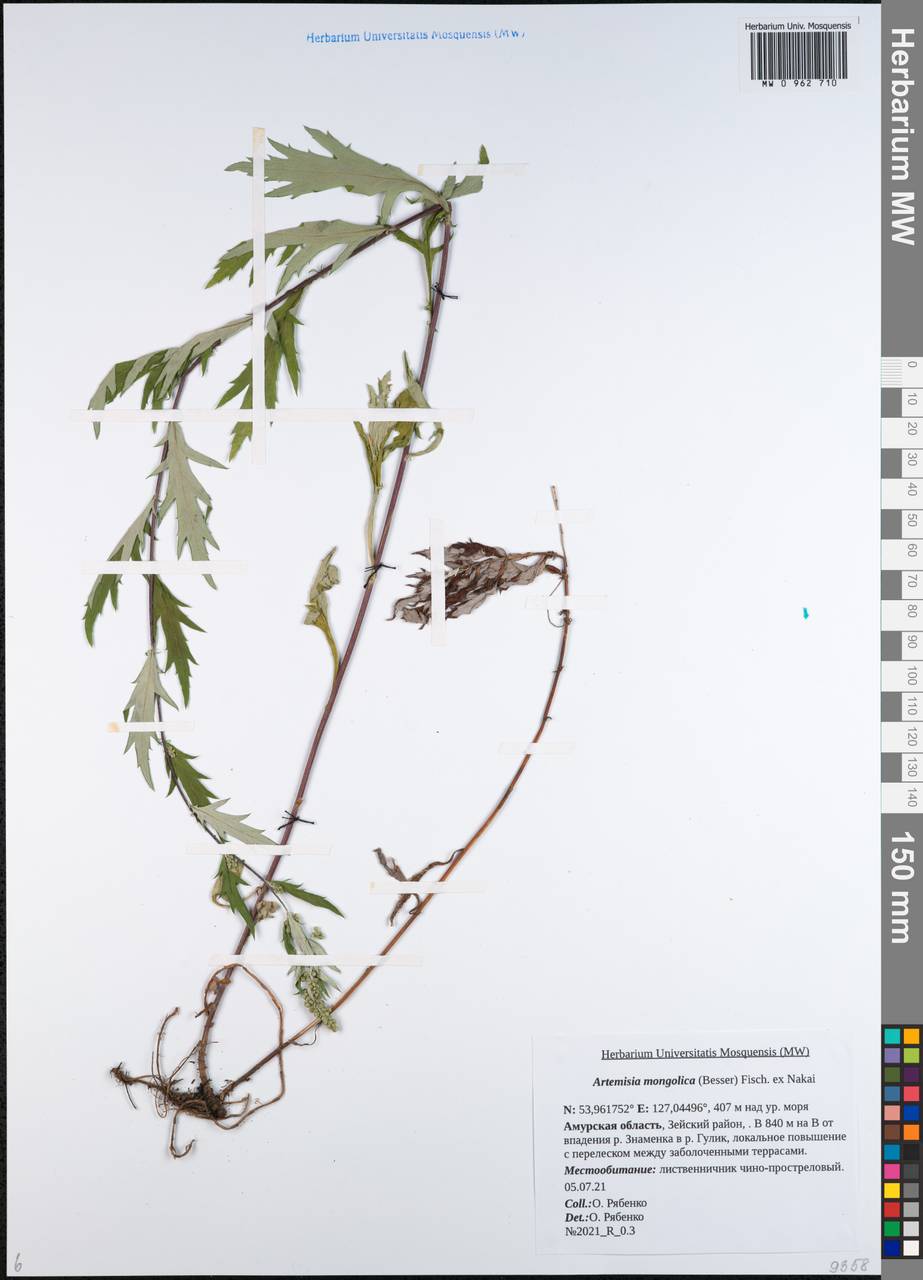 Artemisia mongolica (Mongolian Wormwood)