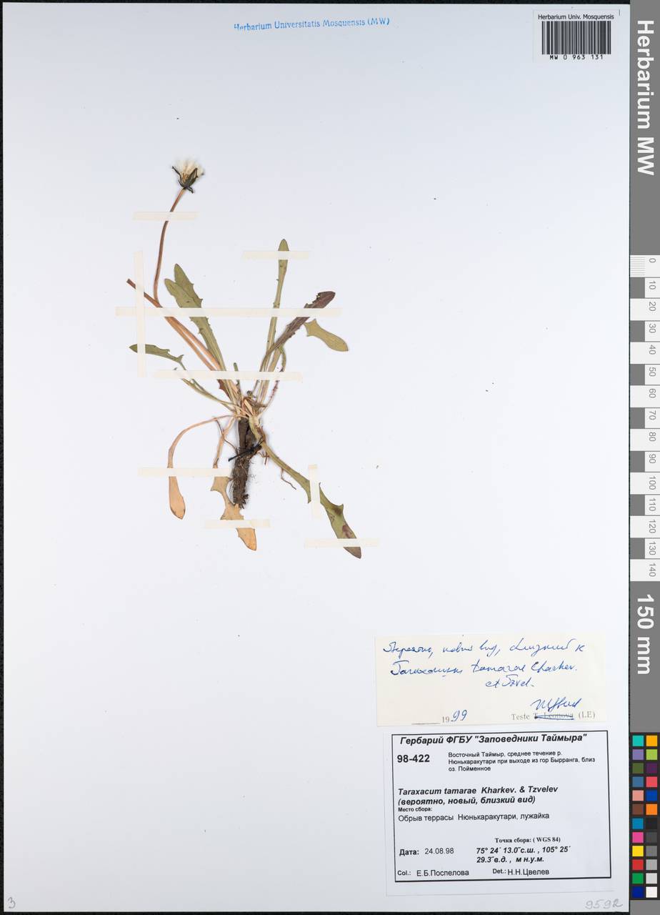 Одуванчик Тамары Kharkev. & Tzvelev, Сибирь, Центральная Сибирь (S3) (Россия)