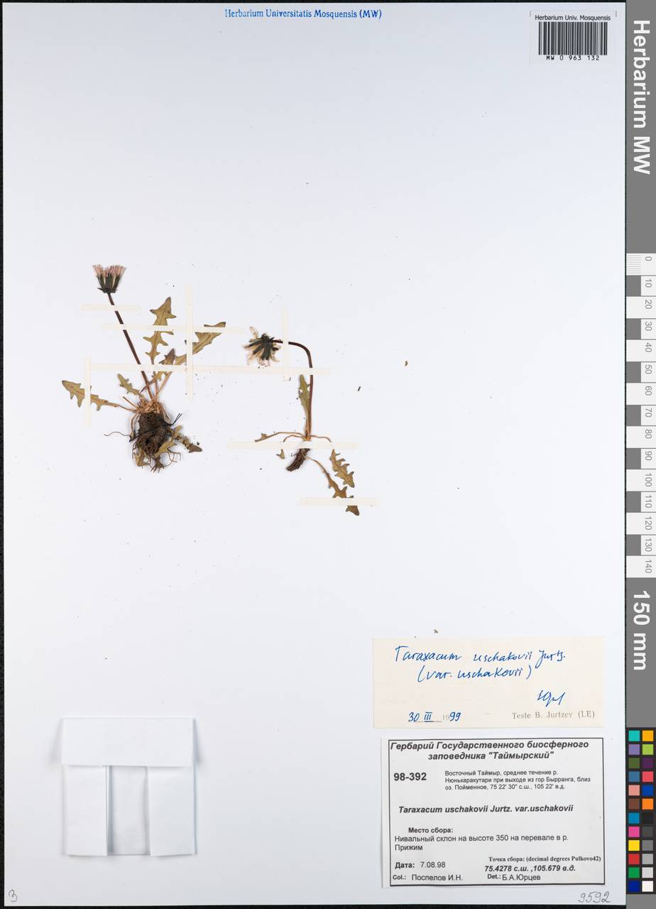 Одуванчик Ушакова Jurtzev, Сибирь, Центральная Сибирь (S3) (Россия)