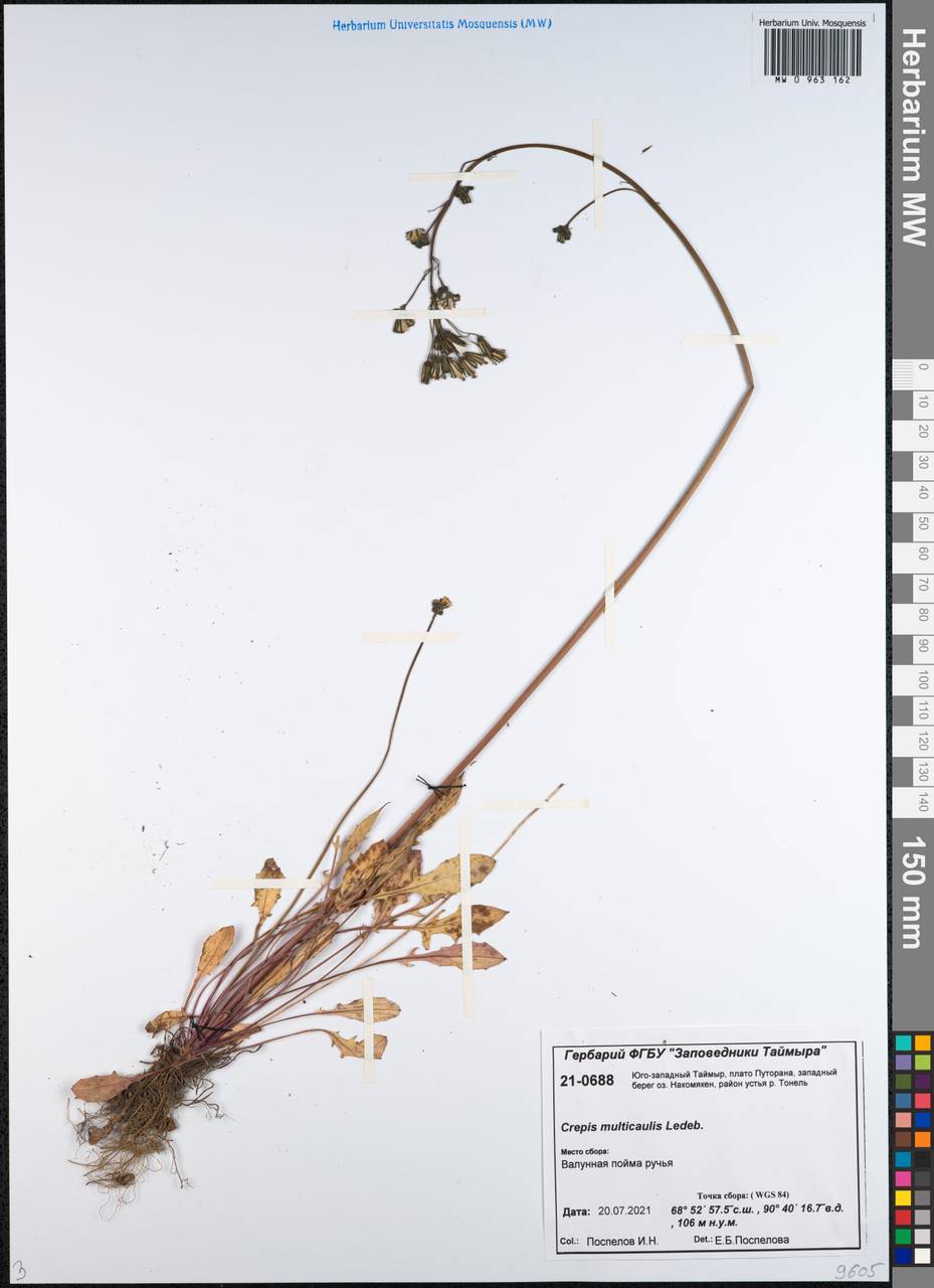 Скерда многостебельная Ledeb., Сибирь, Центральная Сибирь (S3) (Россия)