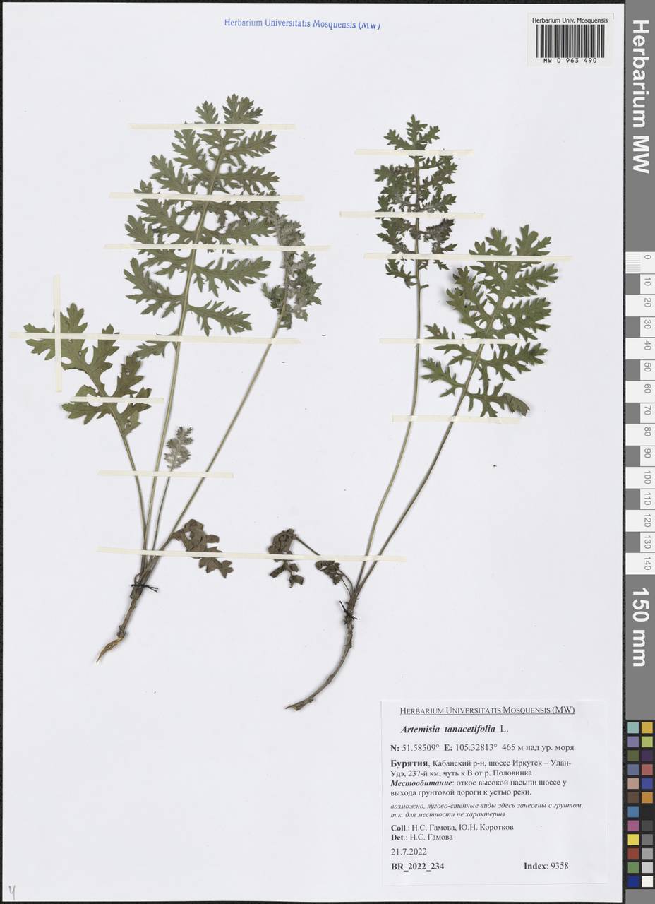 Artemisia tanacetifolia (Shikotanyomogi)
